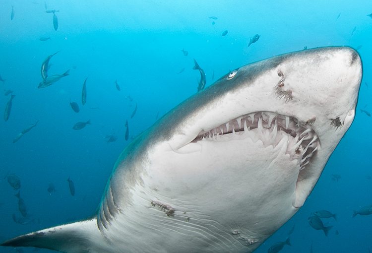 Shark Attack: Local & International experts come together for South Africa’s sharks and rays