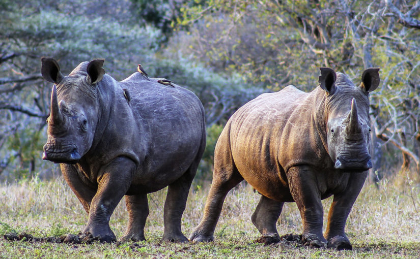 Celebrating World Rhino Day – A Somkhanda Success Journey