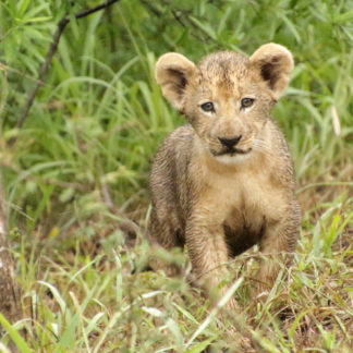 Somkhanda lions reveal their cubs