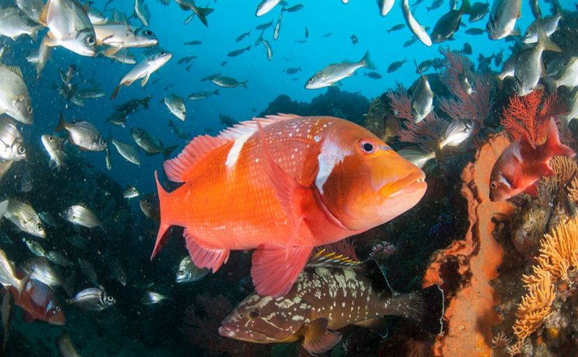 Africa’s first-ever Marine Protected Areas (MPA) Day ignites global movement to protect the oceans