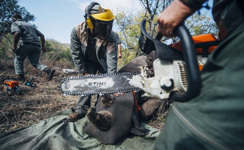 Curbing the rhino crisis – not all doom and gloom