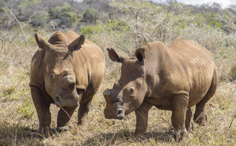Back to the WILD – A story of orphaned rhino