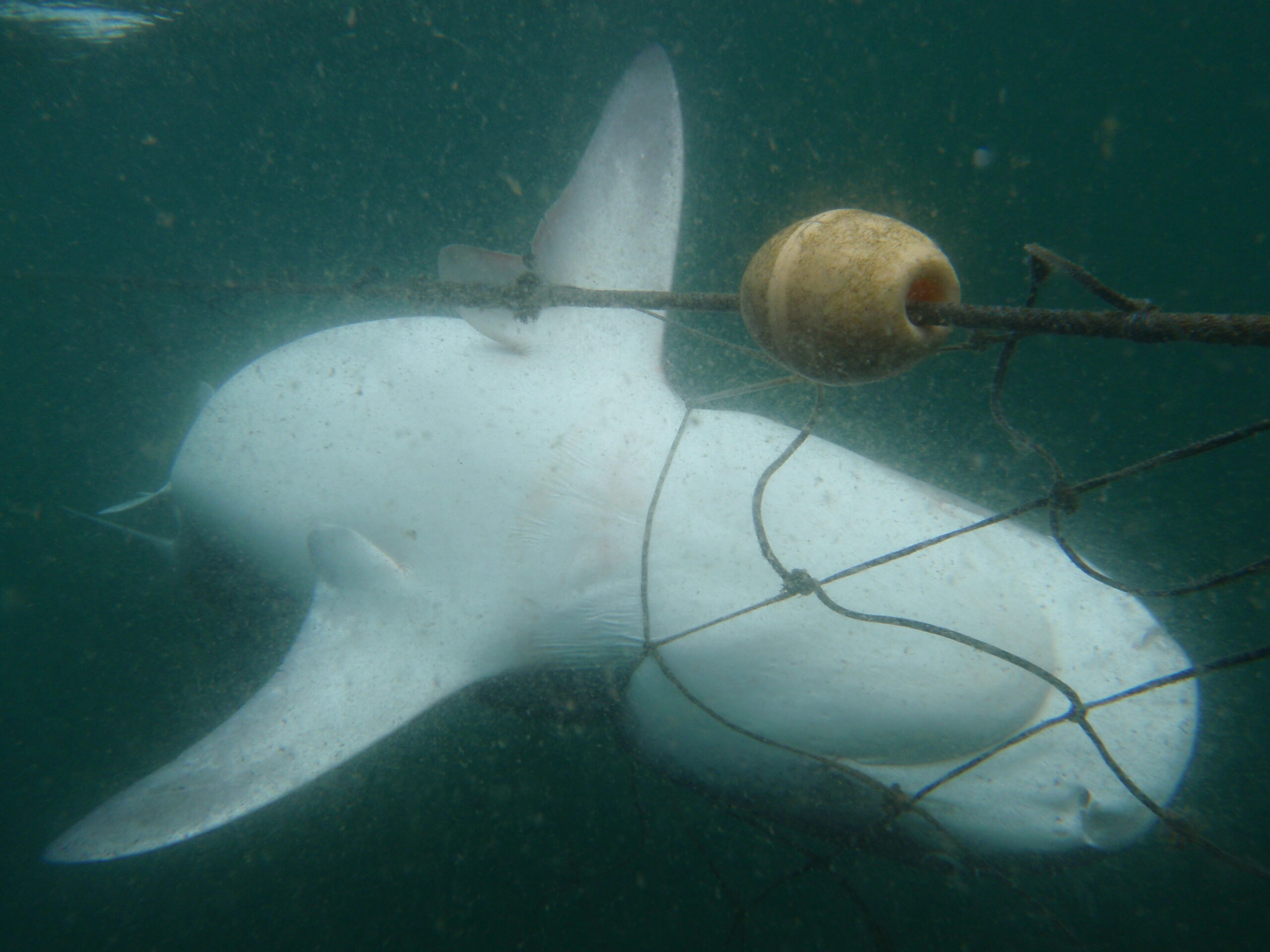 Shark Nets – What's the catch? - WILDTRUST