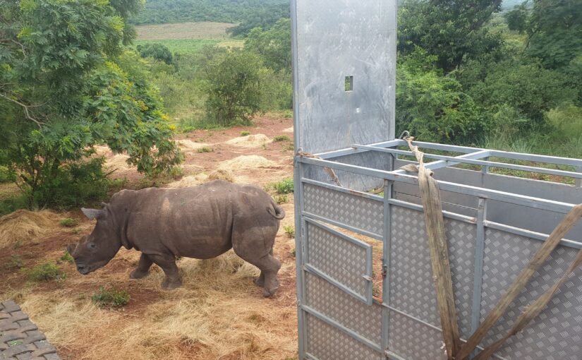 BONGANI MOUNTAIN LODGE RHINOS MOVED TO SAFETY IN RESCUE MISSION