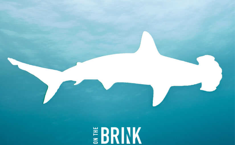 New marine campaign launches for Sharks and Rays in South Africa