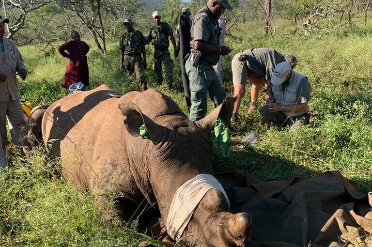 Almar joins the WILDTRUST Adopt-A-Rhino Programme